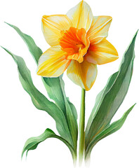 Fototapeta premium daffodil transparent background - Generative AI