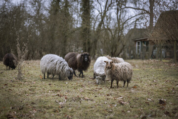 Fototapeta premium some wool sheep stand on the meadow