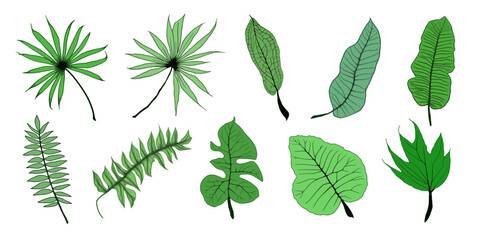 Set of vector tropical leaves, vector illustration