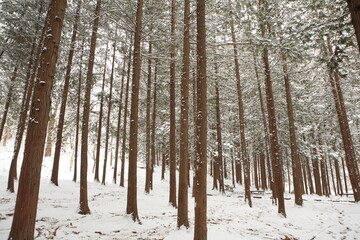 a snowy forest