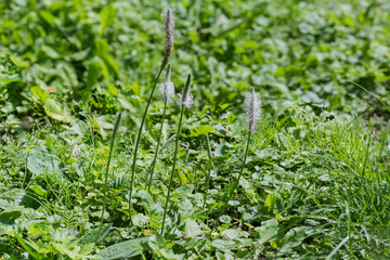Stems of plantain with blooming spikes on tops, close-up