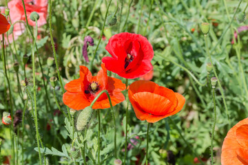 Naklejka premium Flowers of field poppies among poppy plants in sunny weather