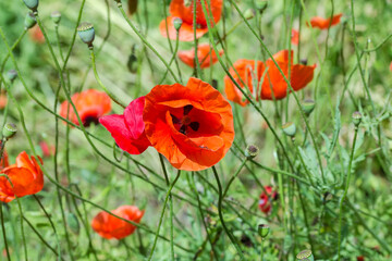 Flower of field poppies among poppy plants in sunny weather