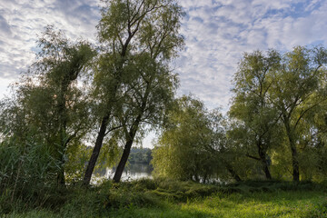 Old willows on a pond shore in summer morning backlit