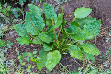 Bush of broadleaf plantain with spikes on stems on wasteland