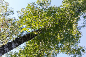 Fototapeta premium Trunk and top of birch against sky, bottom-up view