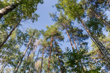 Trunks and tops of trees against sky, bottom-up view