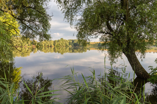 Morning pond in calm weather with old willows on shore