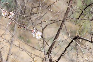 Close-up beautiful almond blossoms in spring.