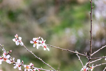 Close-up beautiful almond blossoms in spring.