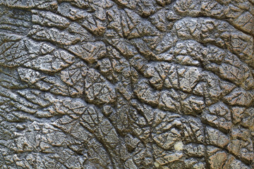 Dinosaur animal skin texture for background.
