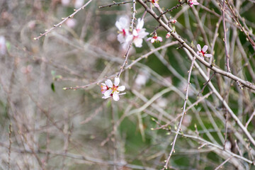 Close-up beautiful almond blossoms in spring.