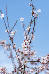 Close-up beautiful almond blossoms in spring.