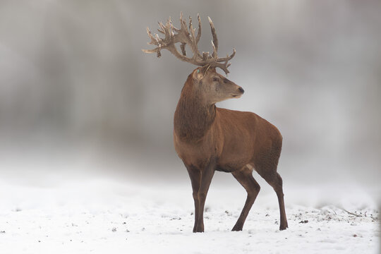 Beautiful Deer With Big Antlers 