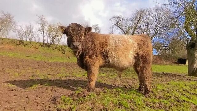 Kuh, Galloway, Rindvieh, Bulle, Ochse, Angus-Rind, m&auml;nnlich
