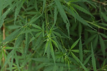 Green organic hemp growing outdoors, closeup view