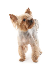 Adorable Yorkshire Terrier on white background. Cute pet