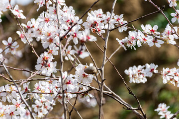 Close-up beautiful almond blossoms in spring.