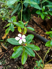 Stock photo of beautiful white color petals of periwinkle flower or Catharanthus flower blooming in winter season at the garden area on blur background. Picture captured at Gulbarga, Karnataka, India.