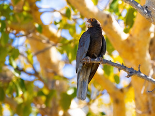 Greater Vasa Parrot, Coracopsis vasa, sitting on a high branch, Tsimanampetsotsa national park. Madagascar