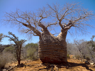 Baobab, Adansonia rubrostipa, has a massive trunk, it is a reservoir of water. Tsimanampetsotsa...
