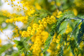 Yellow mimosa flowers or Acacia Dealbata blooming on spring tree. Spring holiday background.