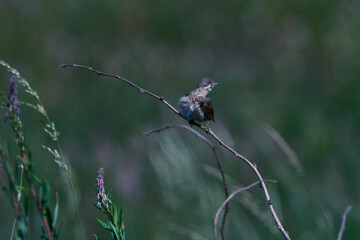 Dorngrasmücke bei der Gefiederpflege