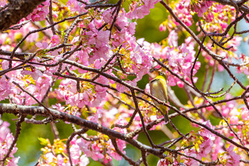河津桜の蜜を吸うメジロ
