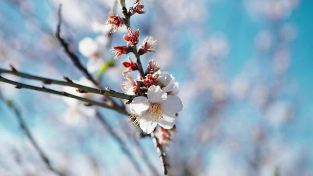 Beautiful almond white and pink color tree flower for spring season