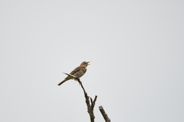 Baumpieper (Anthus trivialis ) Männchen