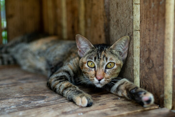 cat sleep on the ground, lovely animal