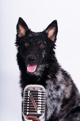 Beatiful mudi dog singing into a microphone in studio ehite background