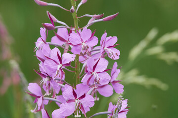 Schmalblättriges Weidenröschen (Epilobium angustifolium)	