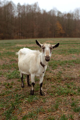 Funny goat smiles in the field against the backdrop of the forest in the village. Place for text, calendar, poster