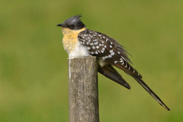 Adult Great-spotted cuckoo  Clamator glandarius perching on wooden pole, closeup, natural green background