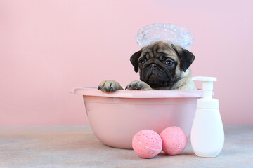 The pug is bathing. The puppy takes water treatments in a pink basin. A cap on dog's head. Pink background. The concept of hygiene in animals. - obrazy, fototapety, plakaty