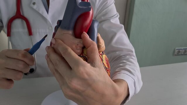 Doctor holds scalpel and concept of cardiac surgery. Treatment of heart diseases of the cortex and blood vessels with surgical operations