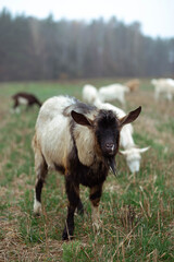Funny goat in the field against the backdrop of the forest in the village. Place for text, calendar, poster