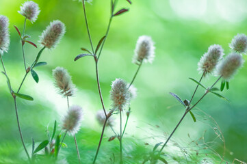 Fluffy flowers in green grass. tender photo with soft focus. summer meadow