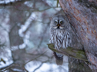great grey owl in tree