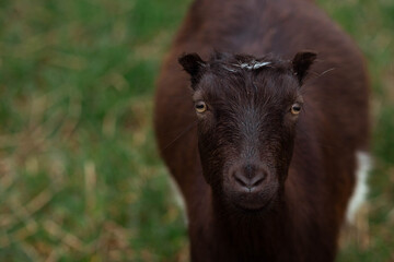 Fototapeta premium Funny goat in the field against the backdrop of the forest in the village. Place for text, calendar, poster