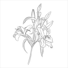 Fototapeta na wymiar linear vector drawing of a branch of lily flowers