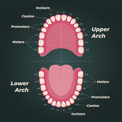 Medical dental diagram illustration. Orthodontist human tooth anatomy. Vector infographics with teeth diagrams.