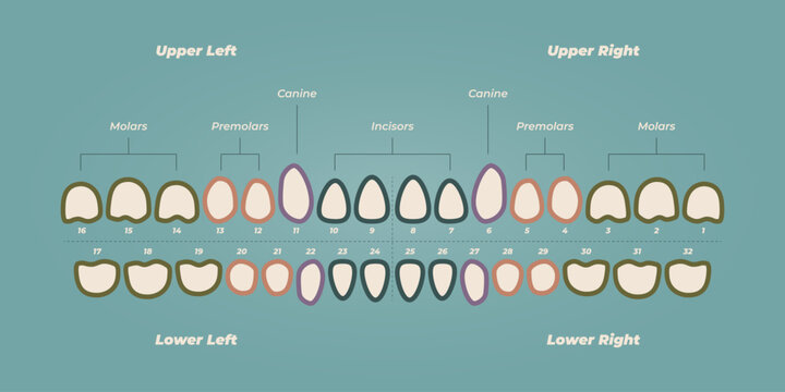 Medical dental diagram illustration. Orthodontist human tooth anatomy. Vector infographics with teeth diagrams.