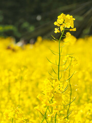 菜の花