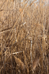 Fototapeta premium Closeup of autumnal golden common reed with selective focus on foreground