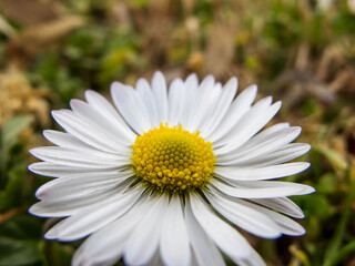 Obraz premium Spring floral background. First spring flowers. Flowers in spring.