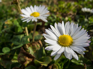 Spring floral background. First spring flowers. Flowers in spring.