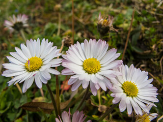 Obraz premium Spring floral background. First spring flowers. Flowers in spring.