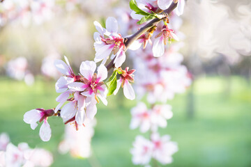 Almond blossom blooming in nature, or park, with white petals and pink colors. Closeup and background. Sakura